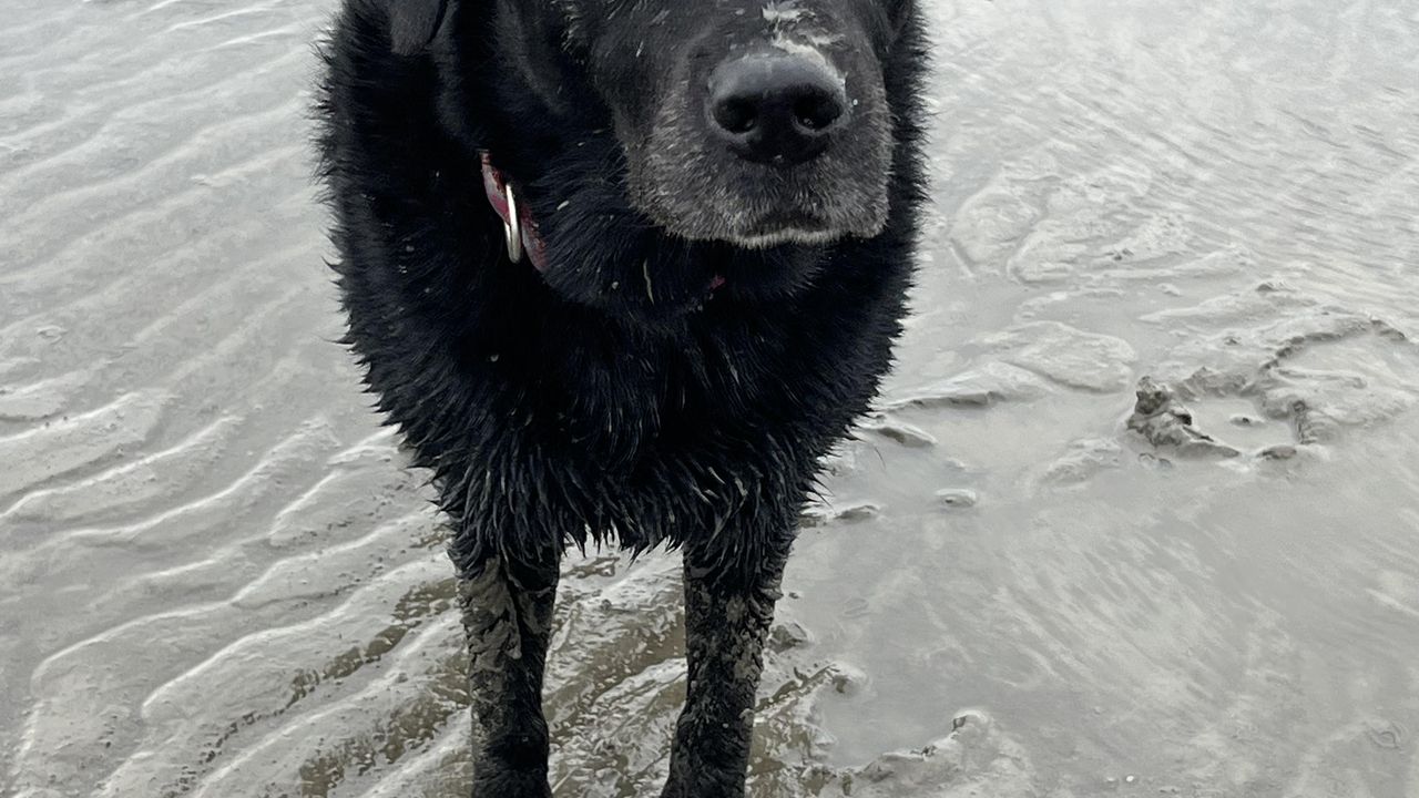 Hunde wilkommen Hunde wilkommen